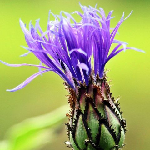 Bergflocken Blume