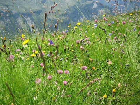 Alpenweise